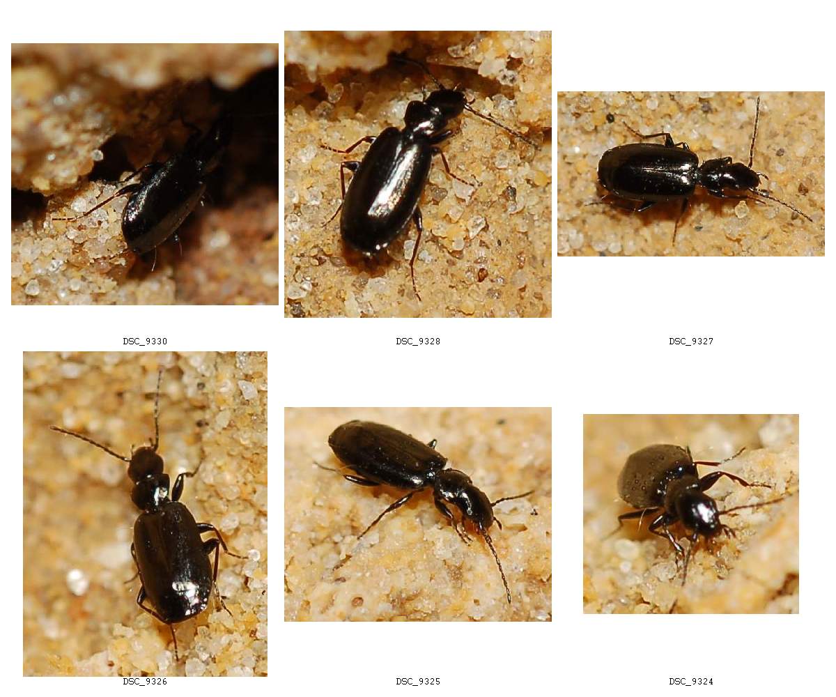 Piccolo coleottero nero: Microlestes sp. (Carabidae)